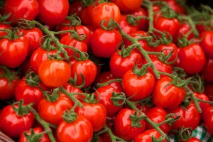 Tomkin-British-Tomato-Growers-Association-National-Plant-Societies-Plant-Heritage-Marquee-Tatton-Park-2012-_PUB0024696