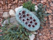 Полнети бомбици